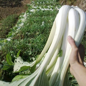 四季高脚白菜种籽长杆白菜扁梗长梗白菜种籽可腌制酸菜蔬菜种子籽