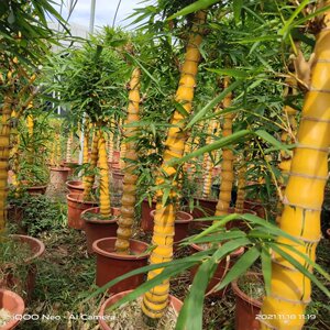 【佛肚竹盆栽客厅】佛肚竹盆栽客厅品牌,价格 - 阿里巴巴