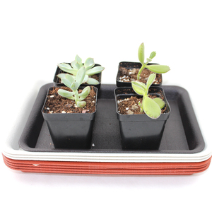 加厚塑料花盆h托盘接方形长花托底盘防止水盆漏水大托盘育苗盘