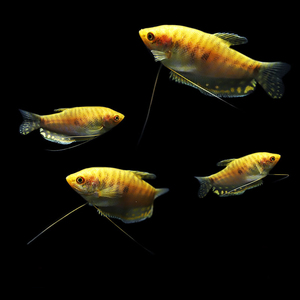 曾经的忆恋淘宝五彩血红招财丽丽鱼蓝黄曼龙鱼活体不打氧淡水好养耐