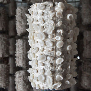 食用菌棒黑木耳新鲜蘑菇菌包种白玉木耳办公室家庭蘑菇种植包diy