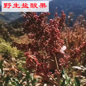 盐酸籽云南日晒晒干盐酸果子盐霜果酸醋果临沧耿马傣佤民族泡水醋