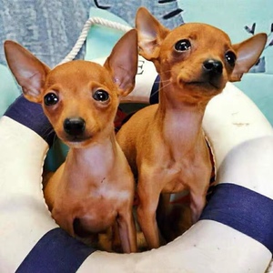 纯种小鹿犬幼犬活体迷你笃宾犬宠物狗小型犬铁包金陪伴犬小狗活物