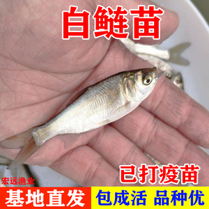 白鲢鱼苗跳鲢鱼苗鲢鱼苗淡水活体鱼苗白条鱼鲢鳙大头花鲢白鲢苗