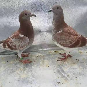 红雨点红狐狸信鸽带环青年种鸽一对一公一母远程鸽子能飞550 公里