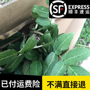驱鼠植物接骨木接骨草o盆栽绿植物野生地栽阳台室内灭鼠防鼠赶老