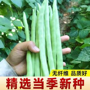四季豆种子豇豆子豆角种籽芸豆高产四季种播不搭架阳台盆栽蔬菜种