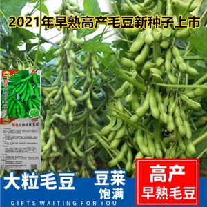 毛豆种子早熟高产特大四季鲜食菜毛豆农家青豆黄豆非转基因蔬菜籽