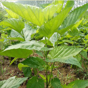 桑树苗大叶桑葚树苗南北方种土栽地栽桑蚕树春夏季桑叶喂养蚕宝宝