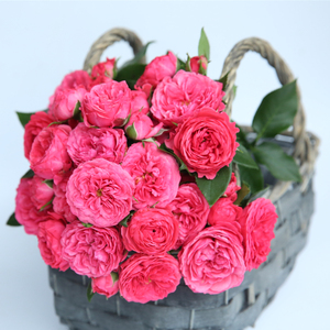 乔治一世国王月季