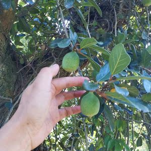 新鲜霹雳果野生木莲豆腐籽凉粉籽爱玉籽手搓冰粉籽石木瓜深山现摘