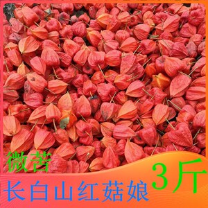 苦姑娘果长白山野生新鲜山菇娘东北姑娘皮锦灯笼挂金灯红姑娘20个