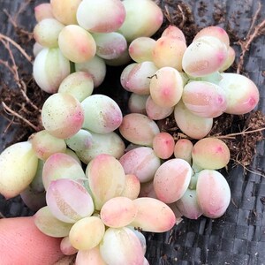 苹果奶三日月多肉植物o老桩单头韩国进口奶酪 增稻田姬老桩奶直播