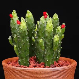 植觉动物 招财手多肉植物室内宿舍桌面仙人掌小盆栽伴手礼推荐