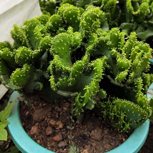 新肉植物 仙人掌k彭珊瑚缀化实根生阳台庭院绿色左右花卉盆栽包邮