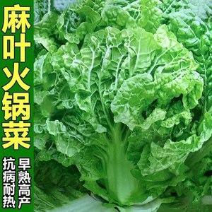 无筋皱叶大白菜种子无茎麻叶火锅菜籽高产早熟春夏秋四季蔬菜种孑