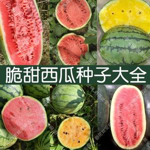 特大西瓜种子酥脆水果春夏秋四季播 阳台懒汉黑皮高产黄瓤籽