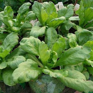 茼蒿种子同高种子同蒿蓬蒿蒿菜菊花菜塘蒿蒿皇帝菜子杆蒿子蓬花菜