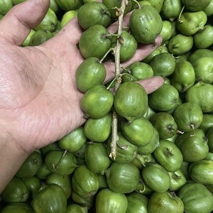 5斤装包邮野生圆枣子东北长白山新鲜狗枣子软枣猕猴桃奇异果10