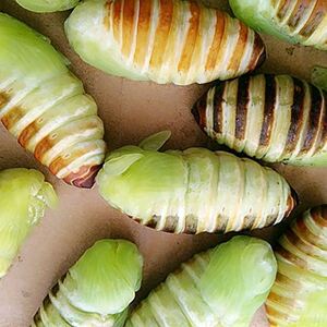 嫩茧蛹糖宝神仙蛹茧蛹绿色茧蛹薄皮柞蚕蛹冻神仙顺丰1斤