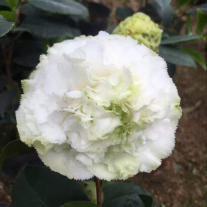 绿可娜绿云福建龙岩名贵进口w稀有品种茶花苗盆栽巨型花带花苞好