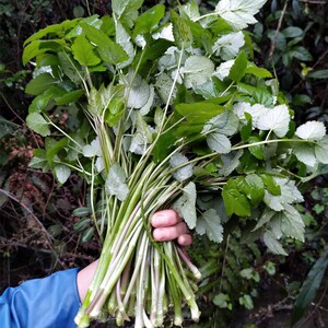 农家土特产野菜贵州