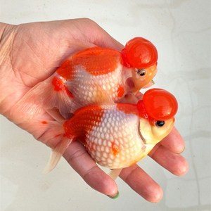 水泡金鱼珍珠鱼冷水鱼鼠头红白珍珠金五花珍珠 兰寿苗活体冷水鱼