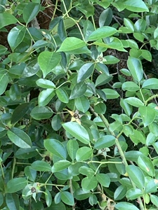 纯天然金樱根 纯根 金英子根 金樱蔃 新鲜金樱子根 脱骨丹