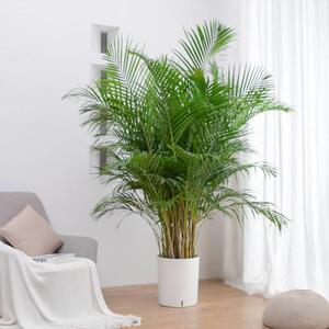 散尾散尾葵葵盆栽室内厅空大办公室型绿植凤尾竹甲醛加湿净吸化气