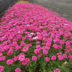 路边绿化花卉室外