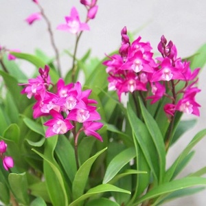 石触兰花香水石斛兰盆栽带花水培浓香型水养石胡兰花室内花卉绿植