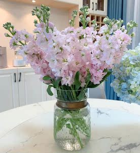 000人付款淘宝紫罗兰鲜花云南昆明基地直发家用办公室水m养插花同城