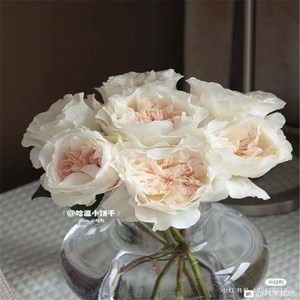 第九翼天使月季稀有品种牙签苗原盆土浓香阳台盆栽绿植花卉包对版