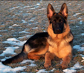 纯种德国牧羊犬幼犬活体看家护院犬警犬德牧幼犬宠物短毛平背赛级