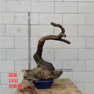 精品黄栌老桩疙瘩桩扁桩红叶盆景怪桩熟热卖香山红叶x树桩冬季耐
