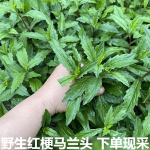 马兰头新鲜红梗马兰蔬菜鸡儿肠山坡菜农村现摘现发包邮