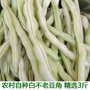 白不老豆角新鲜