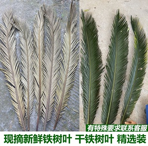 现摘新鲜铁树叶铁树叶子苏铁树叶子整枝婚庆插花装饰树叶朱蕉叶