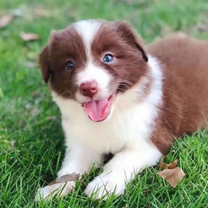 边牧幼犬纯种活体宠物狗狗边境牧羊犬金色红陨石蓝陨石三色边牧犬
