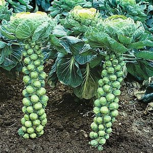 抱子甘蓝种子孢子甘蓝苗蔬菜种籽紫子持小包菜卷心菜包心菜孑菜种