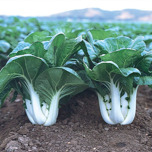 矮脚黄奶白菜种子小白菜青菜油菜黑叶种籽秋季冬季四季蔬菜孑菜籽