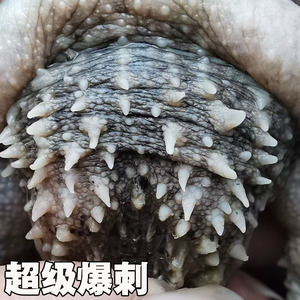 店淘宝佛鳄爆刺凶猛原种纯佛鳄龟宠物龟k杂佛北美中美拟鳄龟0人付款