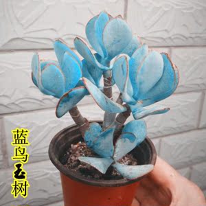 玉树黄金花月蓝鸟