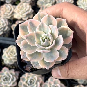 【精品多肉 拍二送一小肉】皮氏锦多肉植物老桩大颗超大盆栽好养