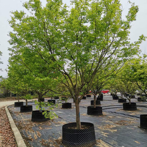 鸡爪槭树苗四季青枫树苗庭院植物盆栽绿化苗木鸡爪槭盆景树种老桩