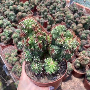 仙人山虎头罗汉山影拳仙人掌类沙生多肉植物虎头山影盆栽花卉