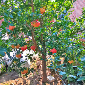 石榴树树苗突尼斯软籽庭院阳台南北方种植盆栽地栽特大石榴果树苗