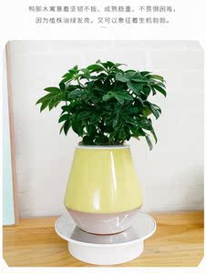 水培鸭脚木盆栽绿植物鹅掌柴七叶莲摇钱树水养小盆景招财树鸭掌木