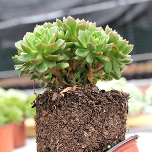 ps火焰多肉f蒂亚老庄群生大株特价肉多植物老桩超大巨型容易爆