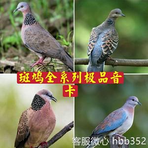 斑鸠声音内存卡全系列叫声卡高清鸟叫声音欣赏tf卡吹笼下地拍摄